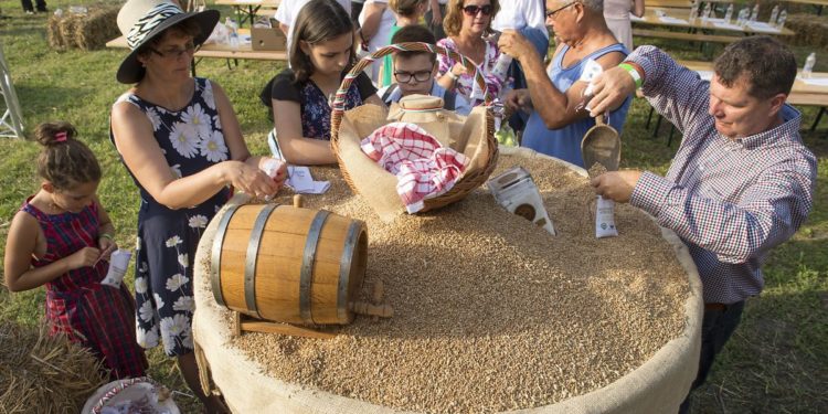 Összeöntötték a búzát a gazdák Nemeshanyban