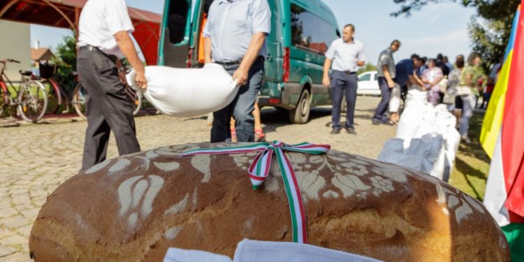Magyarok Kenyere – Összeöntötték a kárpátaljai magyar gazdák által összegyűjtött búzát Nagydobronyban