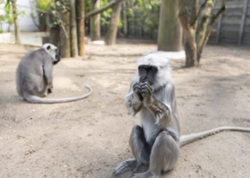 Hulmánnal gyarapadott a Nyíregyházi Állatpark