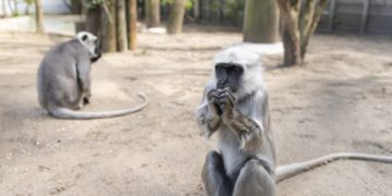 Hulmánnal gyarapadott a Nyíregyházi Állatpark