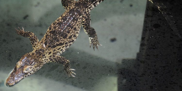 Ritka krokodilok érkeztek a budapesti állatkertbe