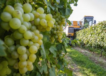 Megkezdődött a szüret a Csabagyöngye szedésével