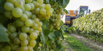 Megkezdődött a szüret a Csabagyöngye szedésével