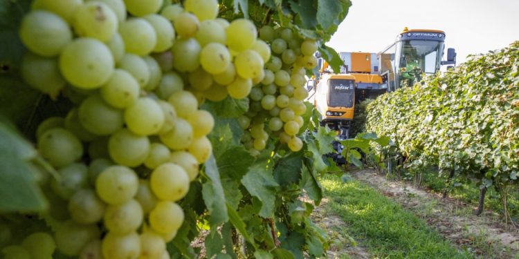 Megkezdődött a szüret a Csabagyöngye szedésével