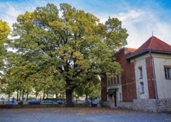 A kaposvári Szabadságfa lett az év fája
