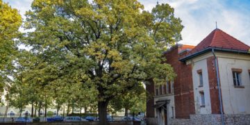 A kaposvári Szabadságfa lett az év fája