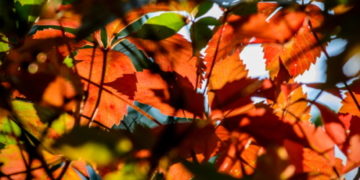 Tavaszias idővel közeledünk a hétvégéhez