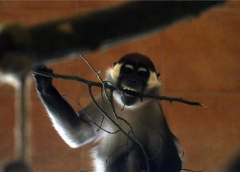 Örvös mangábék érkeztek a miskolci állatkertbe