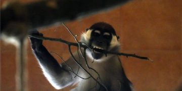 Örvös mangábék érkeztek a miskolci állatkertbe