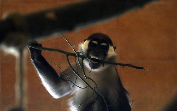 Örvös mangábék érkeztek a miskolci állatkertbe