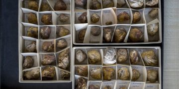 Új ősmaradványfajokat tártak fel a Mecsekben