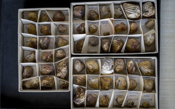 Új ősmaradványfajokat tártak fel a Mecsekben