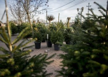 Visszaváltható cserepes fenyőfákat árulnak Mohácson