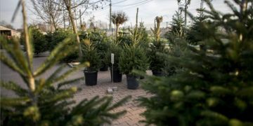 Visszaváltható cserepes fenyőfákat árulnak Mohácson