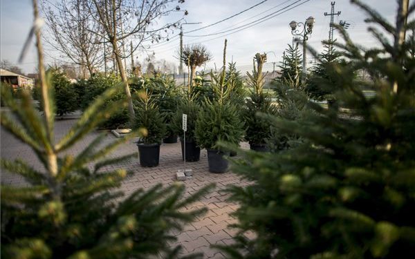 Visszaváltható cserepes fenyőfákat árulnak Mohácson