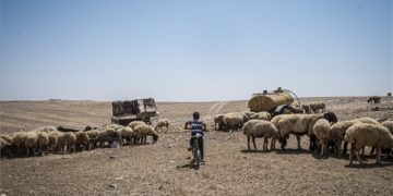 Az MTI fotósa első díjat nyert Izrael legrangosabb fényképészversenyén