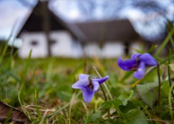 Virágzik az ibolya Zala megyében