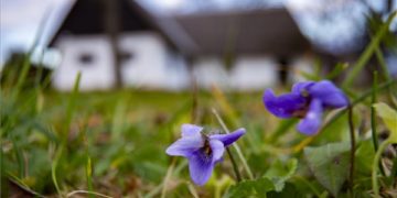 Virágzik az ibolya Zala megyében