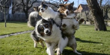 Táncos kutyaakrobatika