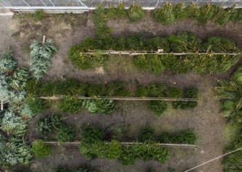 El nem adott fenyőfák