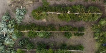 El nem adott fenyőfák