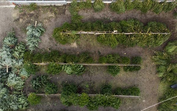 El nem adott fenyőfák