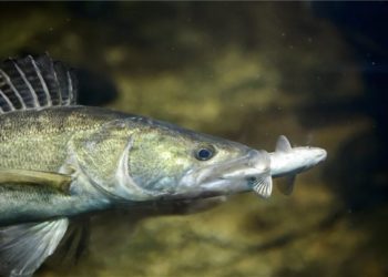 A süllő kapta a legtöbb voksot az év hala közönségszavazáson