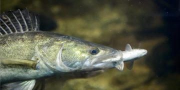 A süllő kapta a legtöbb voksot az év hala közönségszavazáson