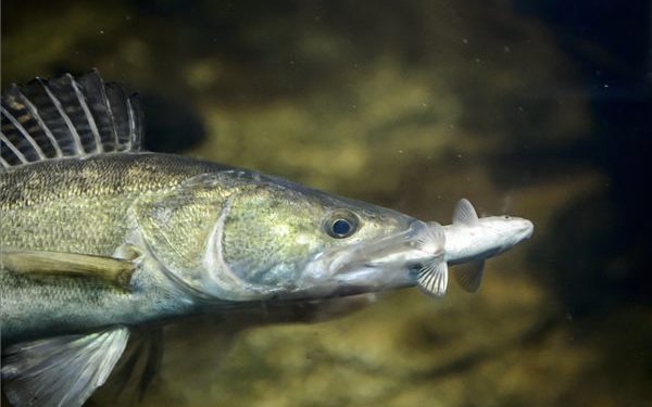 A süllő kapta a legtöbb voksot az év hala közönségszavazáson