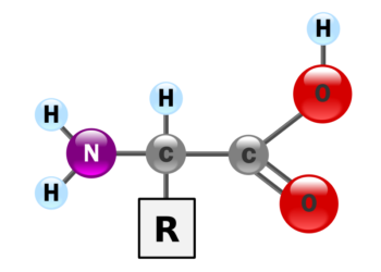 A sejtek oxigén elleni védekezésének új útvonalát tárták fel az Onkológiai Intézet kutatói