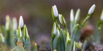 Nyílik a hóvirág Nagykanizsán