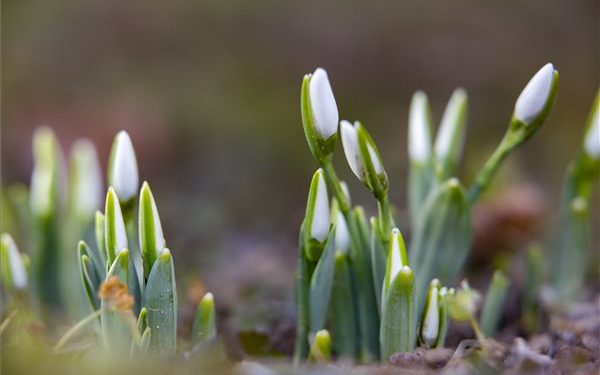 Nyílik a hóvirág Nagykanizsán