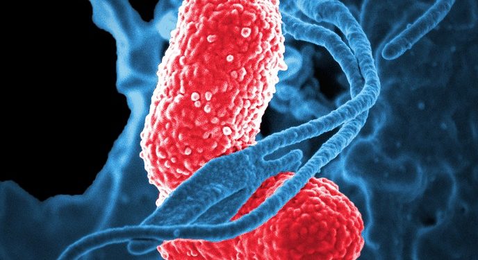 Egy új koronavírus okozza a közép-kínai tüdőgyulladásos járványt
