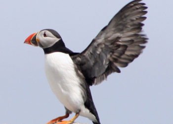 Először találtak bizonyítékot tengeri madarak eszközhasználatára