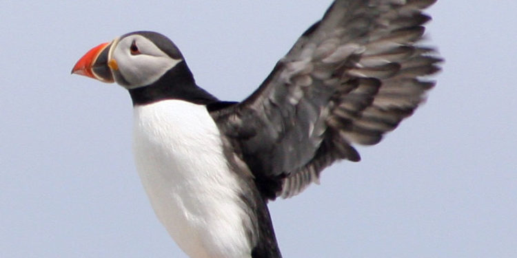 Először találtak bizonyítékot tengeri madarak eszközhasználatára