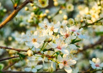Tovább nő a zöldfelület aránya a Városligetben