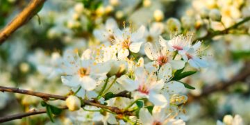 Tovább nő a zöldfelület aránya a Városligetben