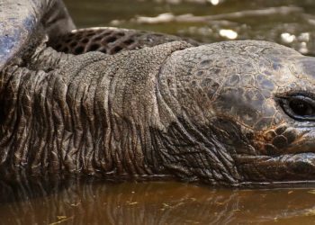 Kihalt galápagosi óriásteknősfajok rokonainak felkutatására indul expedíció