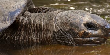 Kihalt galápagosi óriásteknősfajok rokonainak felkutatására indul expedíció