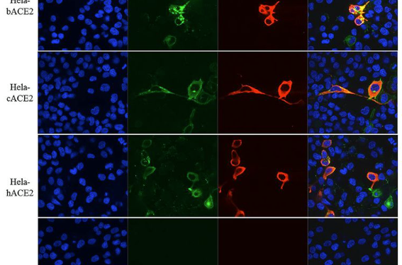 Több mint 80 klinikai vizsgálatot kezdtek Kínában a koronavírus gyógymódjának megtalálására