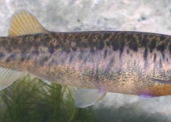 Ausztrál tűzvész – Ki kellett menekíteni élőhelyéről egy súlyosan veszélyeztetett halfajt