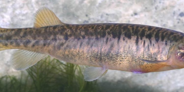 Ausztrál tűzvész – Ki kellett menekíteni élőhelyéről egy súlyosan veszélyeztetett halfajt