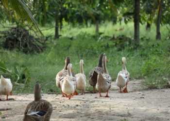 Kacsahadsereggel segít Kína a sáskajárás sújtotta Pakisztánon