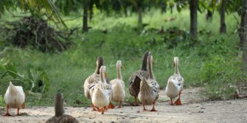 Kacsahadsereggel segít Kína a sáskajárás sújtotta Pakisztánon