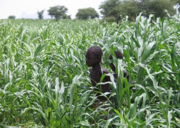 Több mint harminc iszlamista fegyveressel végeztek Maliban francia katonák
