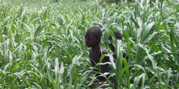 Több mint harminc iszlamista fegyveressel végeztek Maliban francia katonák