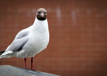 Utasszállító gép veszélyeztetésével vádolta meg Izraelt az orosz védelmi tárca