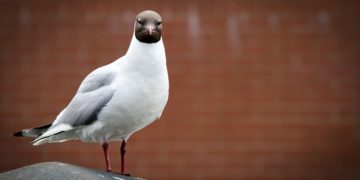 Utasszállító gép veszélyeztetésével vádolta meg Izraelt az orosz védelmi tárca