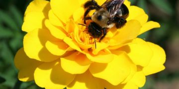 Drámaian lecsökkent a poszméhpopuláció Észak-Amerikában