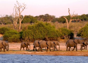 Elefántvadászati engedélyeket árvereztek el Botswanában
